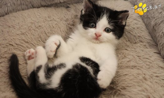 Katze Tux (Foto by Tiereck.at - Lavanttaler Tierhilfe)