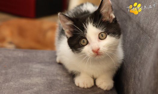 Katze Tux (Foto by Tiereck.at - Lavanttaler Tierhilfe)