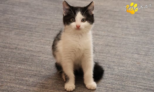 Katze Tux (Foto by Tiereck.at - Lavanttaler Tierhilfe)