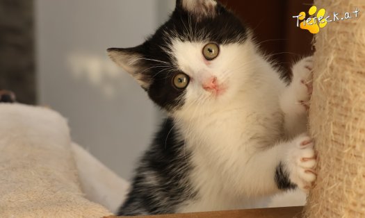 Katze Tux (Foto by Tiereck.at - Lavanttaler Tierhilfe)