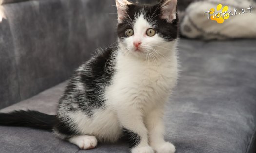 Katze Tux (Foto by Tiereck.at - Lavanttaler Tierhilfe)