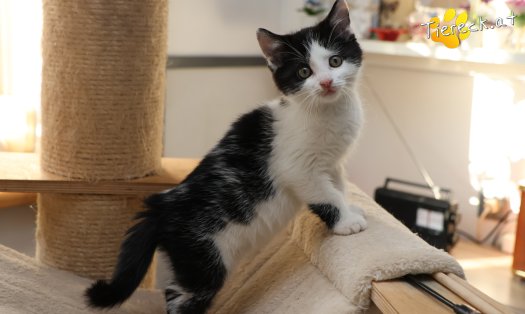 Katze Tux (Foto by Tiereck.at - Lavanttaler Tierhilfe)