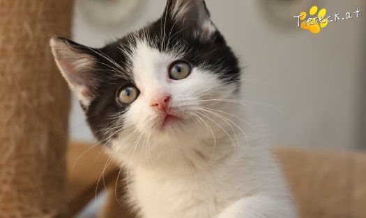 Katze Tux (Foto by Tiereck.at - Lavanttaler Tierhilfe)