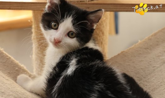 Katze Tux (Foto by Tiereck.at - Lavanttaler Tierhilfe)