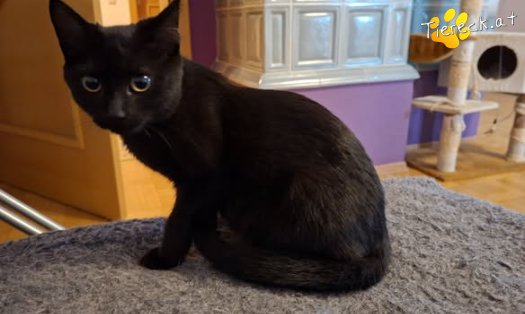 Katze Hope (Foto by Tiereck.at - Lavanttaler Tierhilfe)
