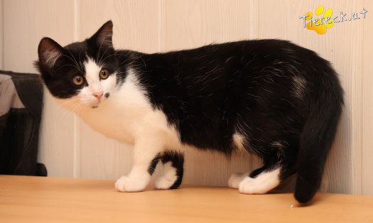 Katze Yara (Foto by Tiereck.at - Lavanttaler Tierhilfe)