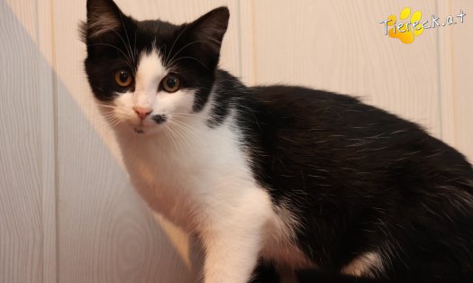 Katze Yara (Foto by Tiereck.at - Lavanttaler Tierhilfe)