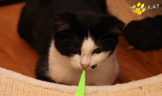 Katze Yara (Foto by Tiereck.at - Lavanttaler Tierhilfe)