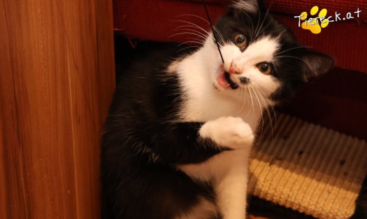 Katze Yara (Foto by Tiereck.at - Lavanttaler Tierhilfe)