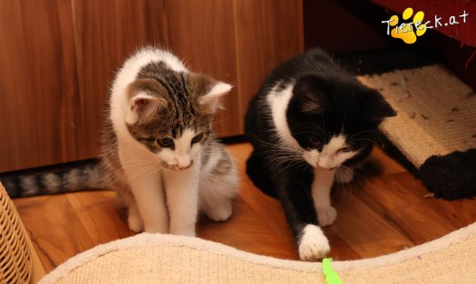 Katze Yara (Foto by Tiereck.at - Lavanttaler Tierhilfe)