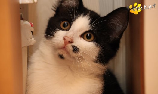 Katze Yara (Foto by Tiereck.at - Lavanttaler Tierhilfe)