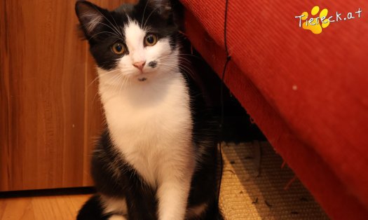 Katze Yara (Foto by Tiereck.at - Lavanttaler Tierhilfe)
