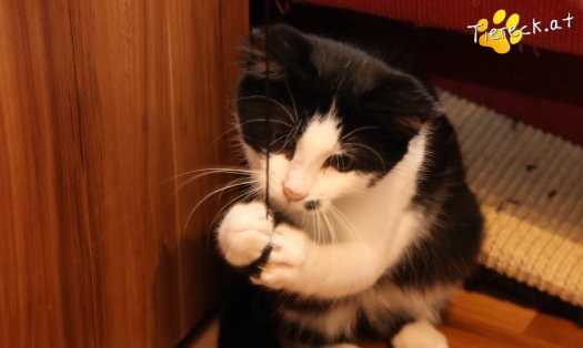 Katze Yara (Foto by Tiereck.at - Lavanttaler Tierhilfe)