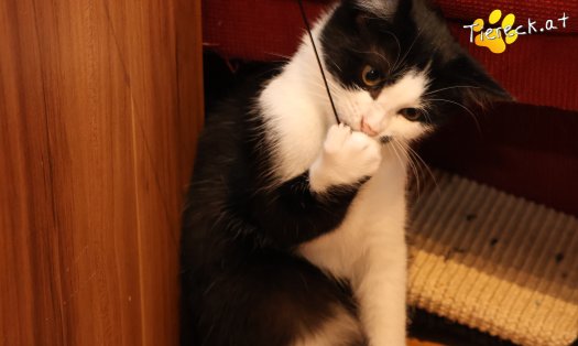 Katze Yara (Foto by Tiereck.at - Lavanttaler Tierhilfe)