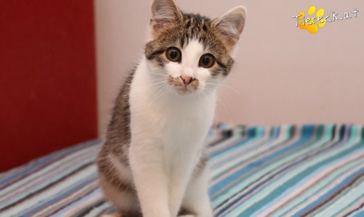 Katze Dina (Foto by Tiereck.at - Lavanttaler Tierhilfe)
