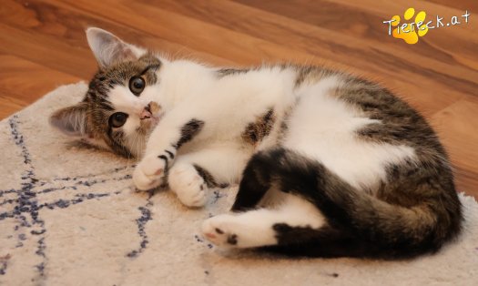 Katze Dina (Foto by Tiereck.at - Lavanttaler Tierhilfe)