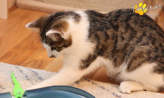 Katze Dina (Foto by Tiereck.at - Lavanttaler Tierhilfe)
