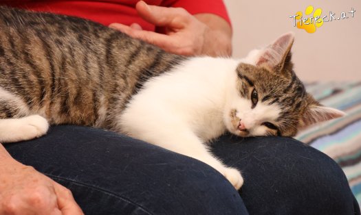 Katze Dina (Foto by Tiereck.at - Lavanttaler Tierhilfe)