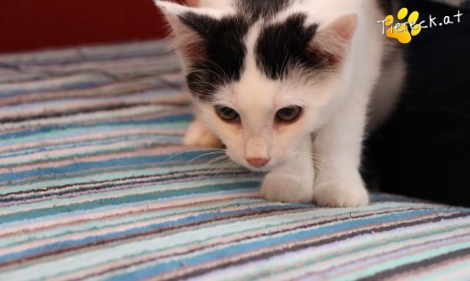 Katze Coco (Foto by Tiereck.at - Lavanttaler Tierhilfe)