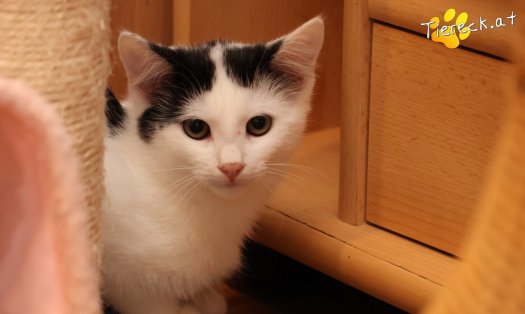 Katze Coco (Foto by Tiereck.at - Lavanttaler Tierhilfe)