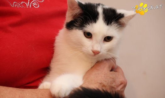 Katze Coco (Foto by Tiereck.at - Lavanttaler Tierhilfe)