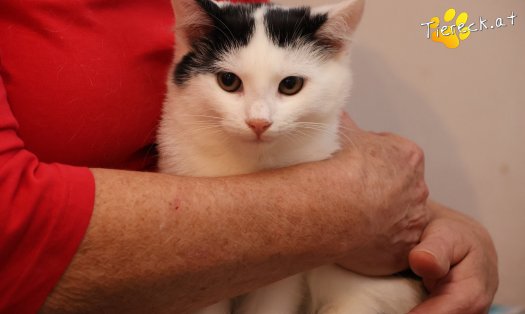 Katze Coco (Foto by Tiereck.at - Lavanttaler Tierhilfe)