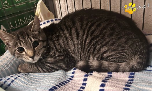 Katze Mats (Foto by Tiereck.at - Lavanttaler Tierhilfe)