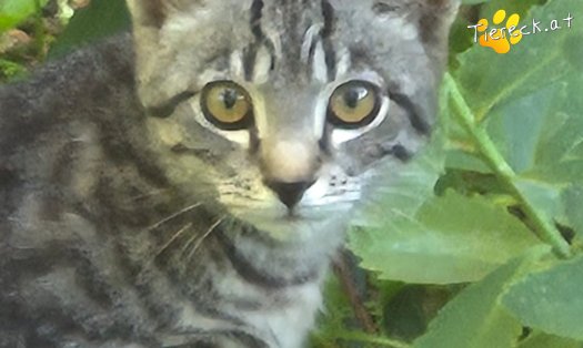 Katze Mats (Foto by Tiereck.at - Lavanttaler Tierhilfe)