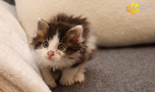Katze Remus (Foto by Tiereck.at - Lavanttaler Tierhilfe)