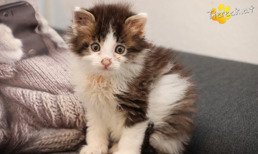 Katze Remus (Foto by Tiereck.at - Lavanttaler Tierhilfe)