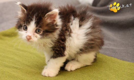Katze Remus (Foto by Tiereck.at - Lavanttaler Tierhilfe)