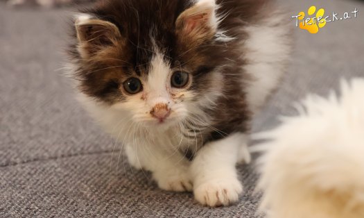 Katze Remus (Foto by Tiereck.at - Lavanttaler Tierhilfe)