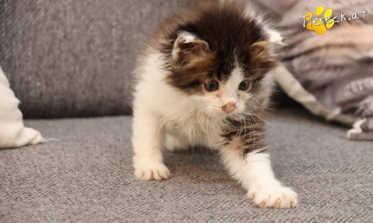 Katze Remus (Foto by Tiereck.at - Lavanttaler Tierhilfe)