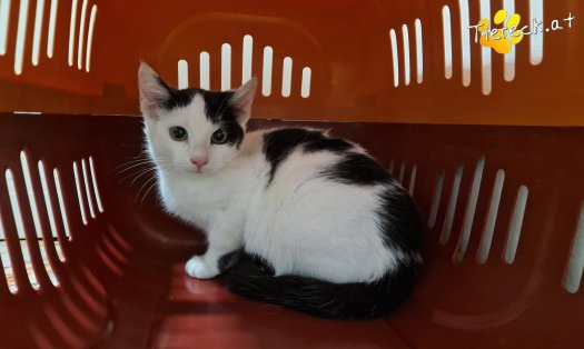 Katze Ginny (Foto by Tiereck.at - Lavanttaler Tierhilfe)