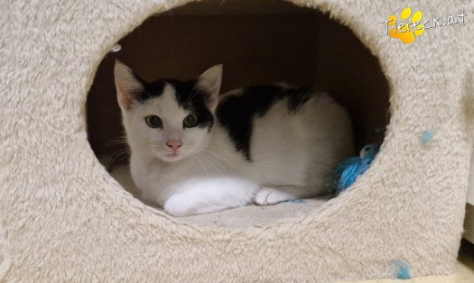 Katze Ginny (Foto by Tiereck.at - Lavanttaler Tierhilfe)