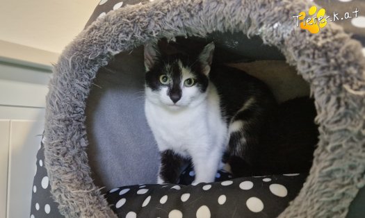 Katze Bitsy (Foto by Tiereck.at - Lavanttaler Tierhilfe)