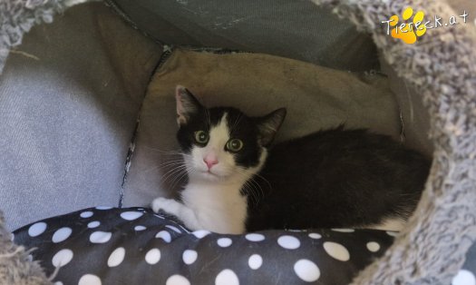 Katze Buddy (Foto by Tiereck.at - Lavanttaler Tierhilfe)