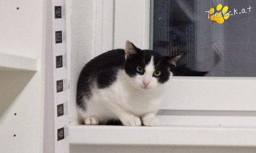 Katze Buddy (Foto by Tiereck.at - Lavanttaler Tierhilfe)