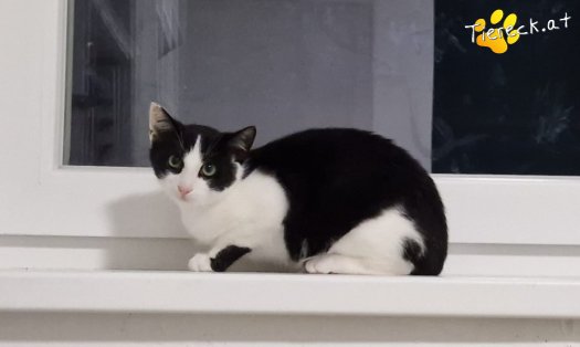 Katze Buddy (Foto by Tiereck.at - Lavanttaler Tierhilfe)