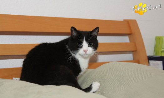 Katze Tom (Foto by Tiereck.at - Lavanttaler Tierhilfe)