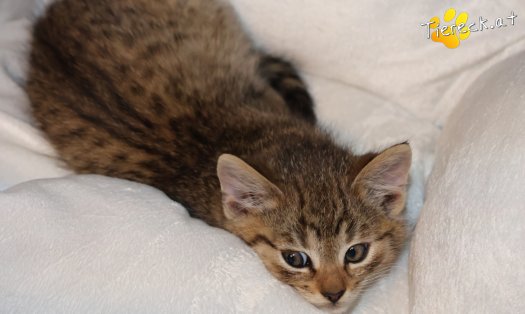 Katze Taavi (Foto by Tiereck.at - Lavanttaler Tierhilfe)