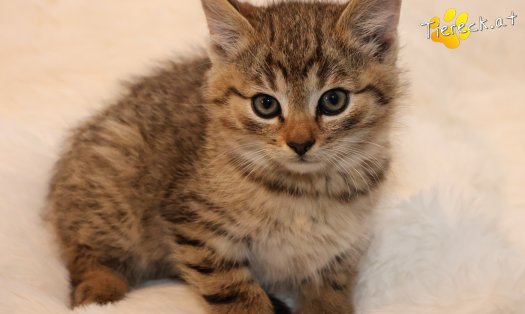 Katze Taavi (Foto by Tiereck.at - Lavanttaler Tierhilfe)