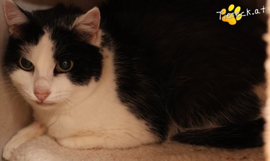 Katze Mila (Foto by Tiereck.at - Lavanttaler Tierhilfe)