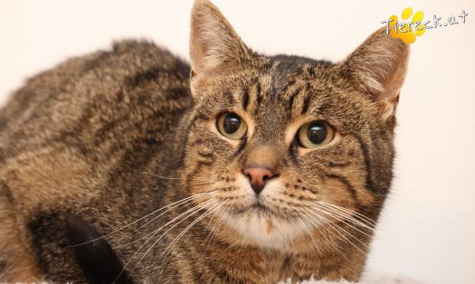 Katze Valentina (Foto by Tiereck.at - Lavanttaler Tierhilfe)