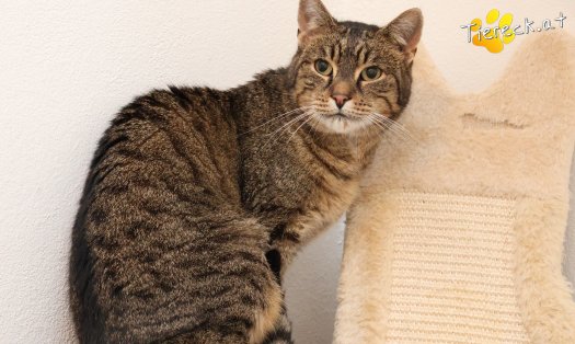 Katze Valentina (Foto by Tiereck.at - Lavanttaler Tierhilfe)
