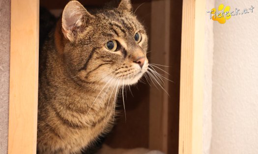 Katze Valentina (Foto by Tiereck.at - Lavanttaler Tierhilfe)