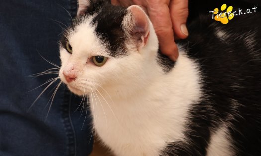 Katze Milena (Foto by Tiereck.at - Lavanttaler Tierhilfe)