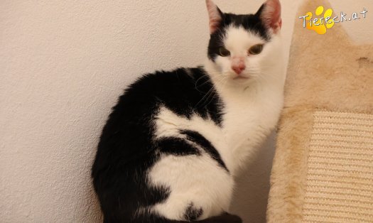 Katze Milena (Foto by Tiereck.at - Lavanttaler Tierhilfe)