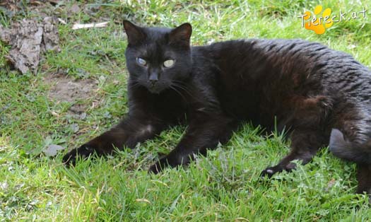 Katze Alice (Foto by Tiereck.at - Lavanttaler Tierhilfe)