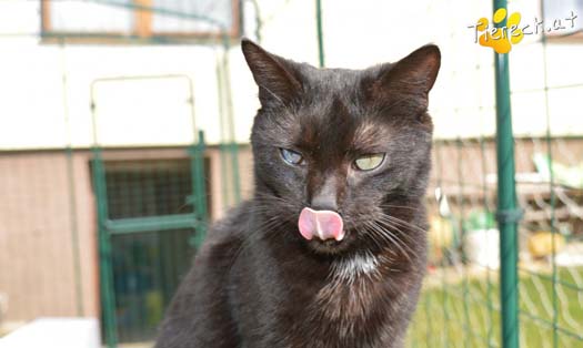 Katze Alice (Foto by Tiereck.at - Lavanttaler Tierhilfe)